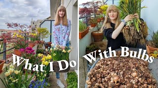 What To Do With Spring Bulbs When They Are Done Blooming | Container Gardening