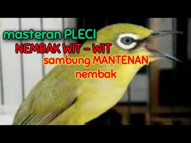 masteran Pleci nembak GACOR sambung MANTENAN nembak class=