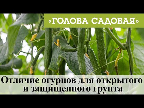 Голова садовая - Отличие огурцов для открытого и защищенного грунта