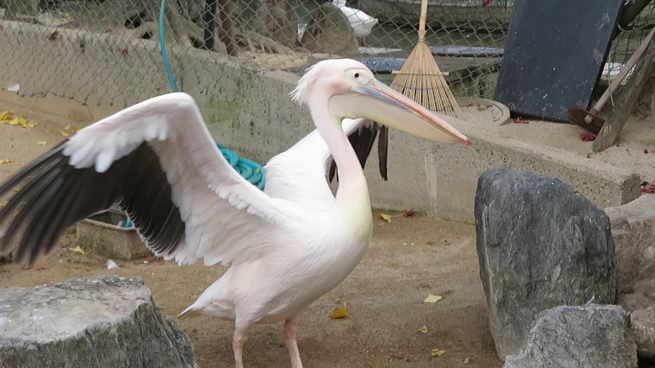 ペリカン クロちゃん の餌やりと飼育員 Youtube