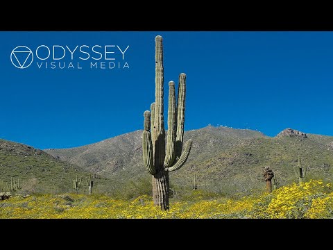 Video: Saguaro - the largest cactus in the world