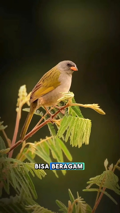 3 Characteristics of Popular Sparrows #animals
