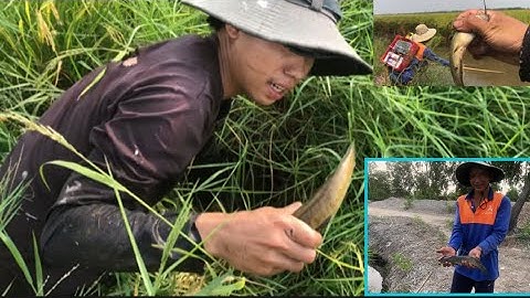 Fishing Kích cá lóc đồng ởi mương lúa cạn toàn hàng khủng trong hang