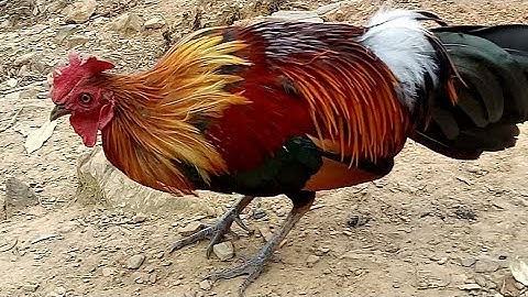 Qaib qug txuam zoo nkauj heev / gà f1 mã vàng đẹp tuyệt vời