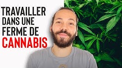 TRAVAILLER DANS UNE FERME DE CANNABIS (mon expérience)
