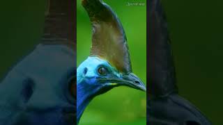 Казуары: Древние Гиганты #shorts #животные #вмиреживотных #птицы