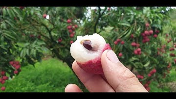 Thăm Vườn Vải Thiều Nhà Em Vĩnh Làng Hóa Tân Sơn I Núi Đồi Lục Ngạn