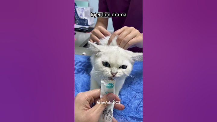 Injection moment😂💉🙀✨#cat #viralvideo #pets #foryou #funny #funnycats #animals #pets #catlover