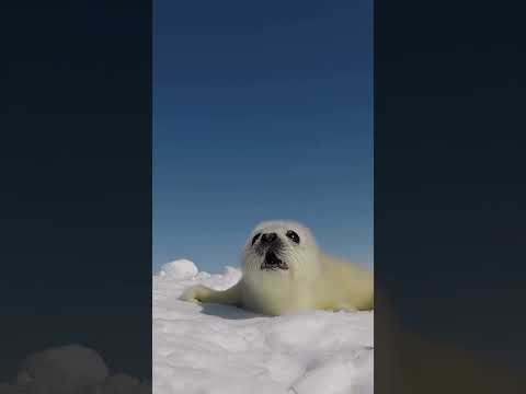 Look This Two Days Old Baby Harp Seal Crying For Its Mom Anime Viral Ytshorts 4kviral Trending