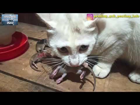 Video: Mengapa Kucing Membawa Tikus Ke Tuannya?