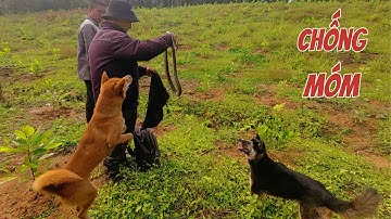 CHIẾN BINH MỚI / Chó Săn Rắn Đỉnh Cao Và Thợ Săn Rừng Sâu