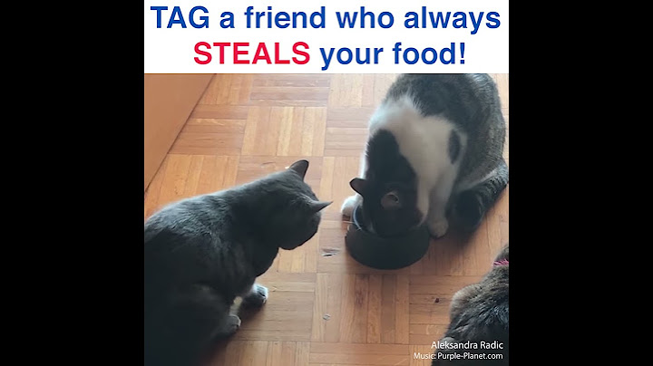 Cat doesn't share her food- Daily Mail