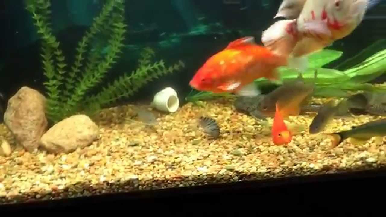 My 75 gallon tiger oscar fish tank - YouTube
