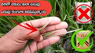 వరి ఆకులు ఇలా పసుపు ఎరుపు గా అవుతున్నాయ || blb in rice #BLB