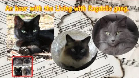 Video 1109931: long live