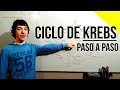 Ciclo de Krebs Paso a Paso - DESDE CERO