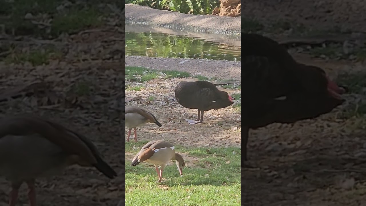 Elegant Black Swans & Ducks in Harmony 🦢🦆