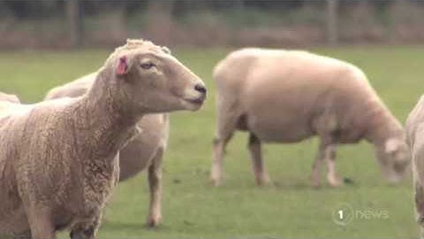 Scientists discover new use for sheep wool – cat food