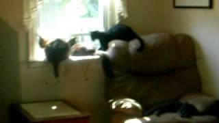 Our Cats Birdwatching! by mypuma19 189 views 14 years ago 53 seconds