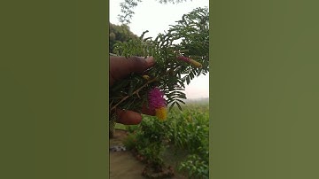 शमी वृक्ष का महा उपाय ।। सारे #कष्ट दूर होंगे #shami #viralvideo #youtubeshorts #shorts