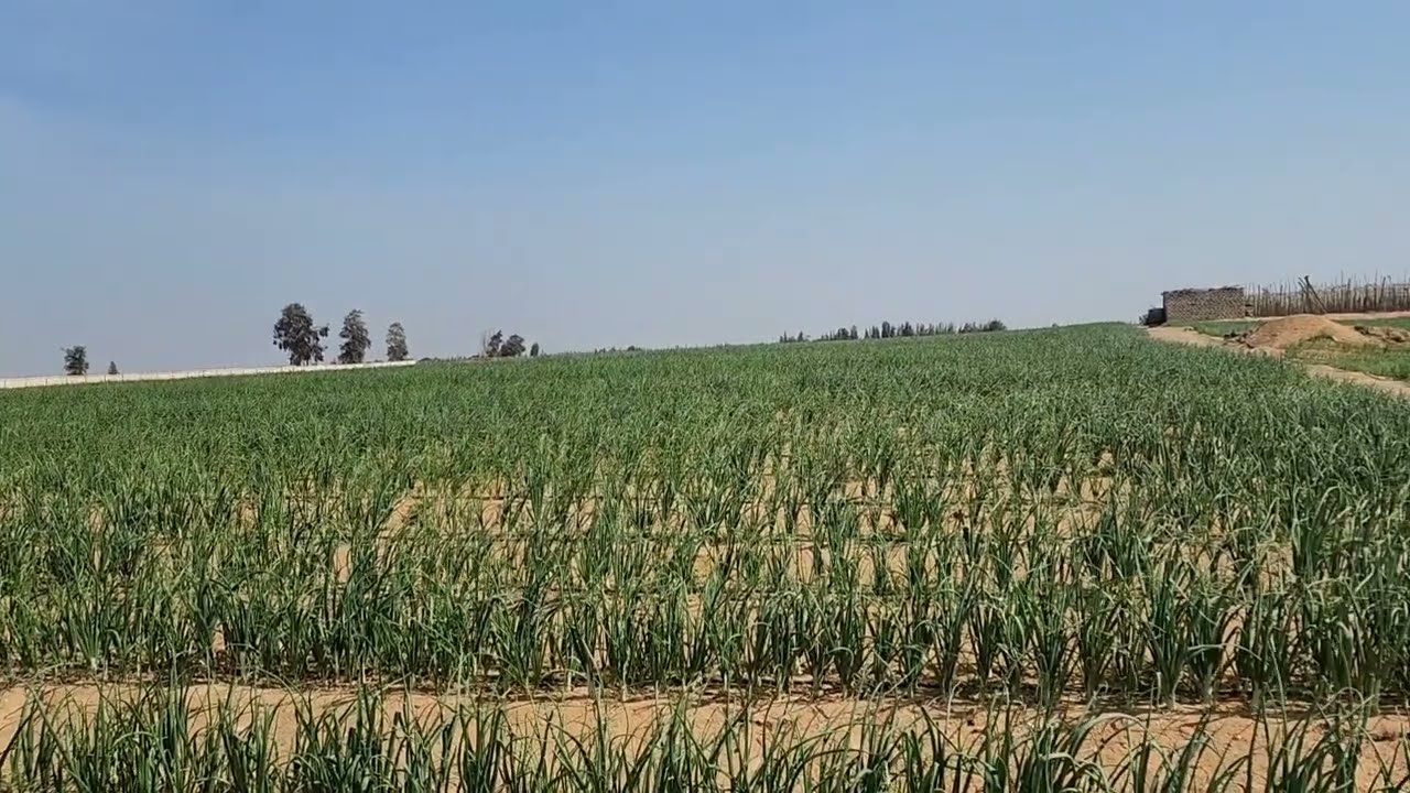 مكافحة التربس في البصل نهائياً