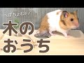 【ゴールデンハムスター】ぽちょむの木のおうち／Hamster POCHOM's new wooden house