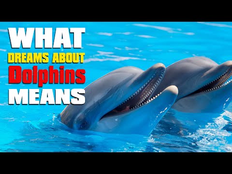 Video: Why Do Dolphins Dream