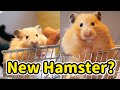 Welcoming Our Newest Member & Basic Bin Cage Setup | Cute Hamster