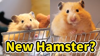 Welcoming Our Newest Member & Basic Bin Cage Setup | Cute Hamster