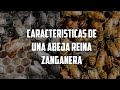 Muchos estan EQUIVOCADOS con este tipo de ABEJA REINA