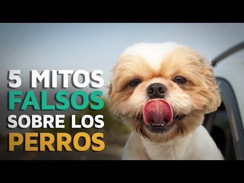 Video: Los 5 Principales Mitos De Los Perros Desacreditados