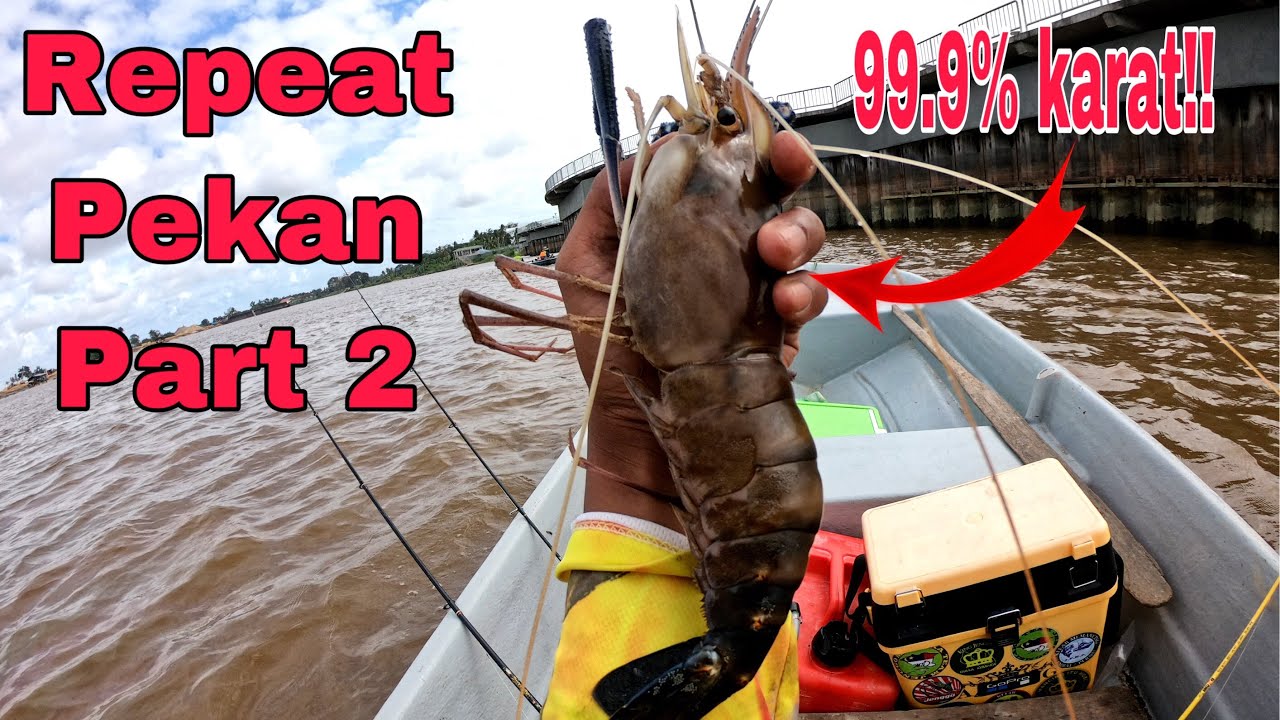 Mancing udang galah mega pekan pahang | part 2 | komplot kasi repeat | ( giant prawn fishing )