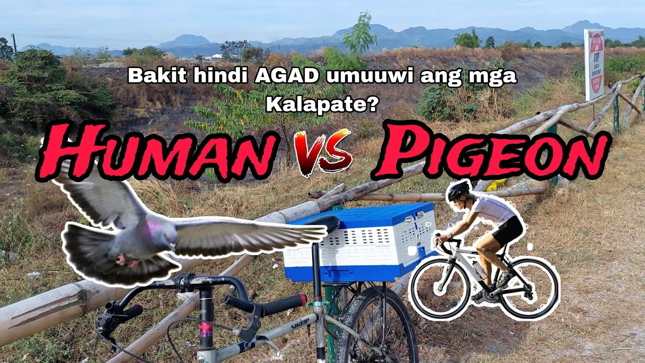 Bakit hindi agad umuuwi ang mga Kalapate? Pigeon VS Human going home.