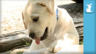 Tiny Labrador Puppies Keep Rolling Over  Puppy Love