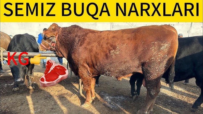 Porno liboslar kiygan ayollar