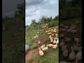 Duck Farming In Uganda
