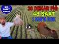 48 SAAT'TE 30 DEKAR FİĞ BİÇİMİ!! ARTI BİR POŞET FINDIK BİR HASTA İNEK