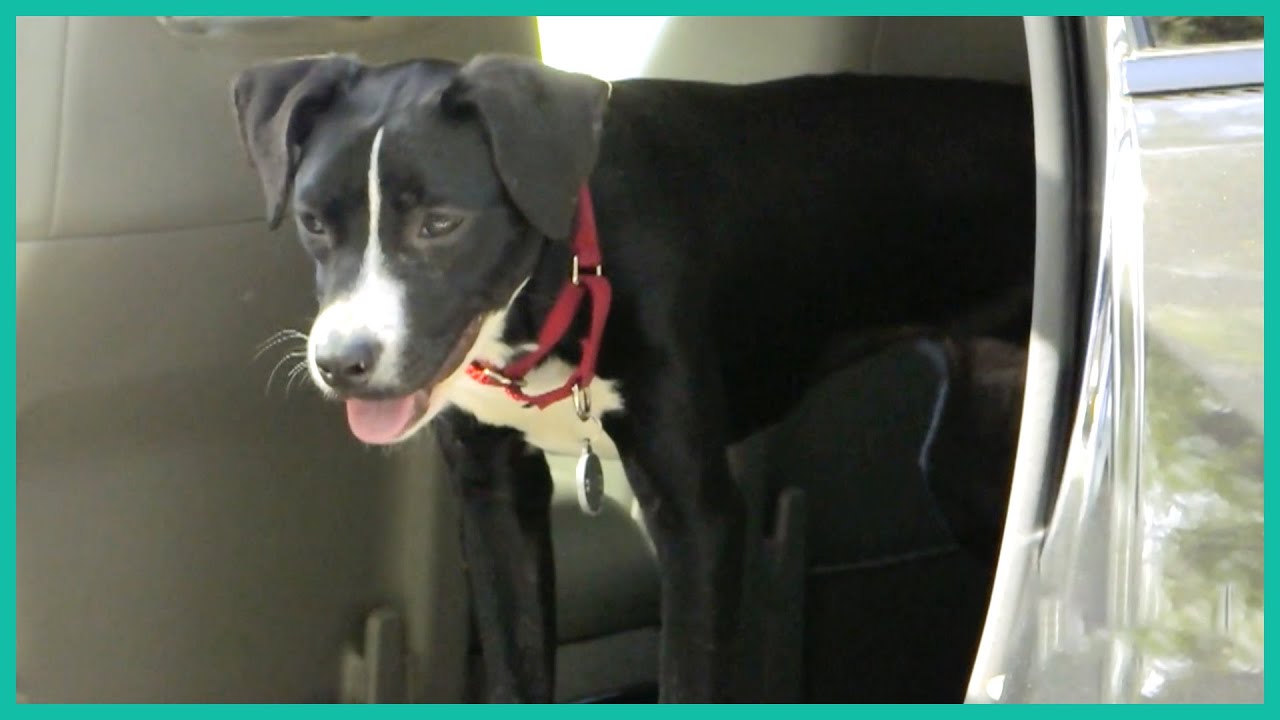 How To Stop Your Dog From Jumping Out Of The Car | Lucky Dog - YouTube