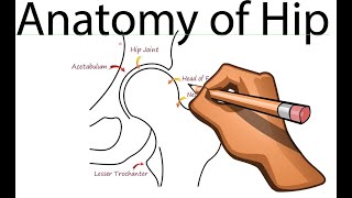 Anatomy of Hip -- Part 1