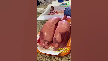 تجربه حية تبرز عملية التنفس لدى الرئتين 