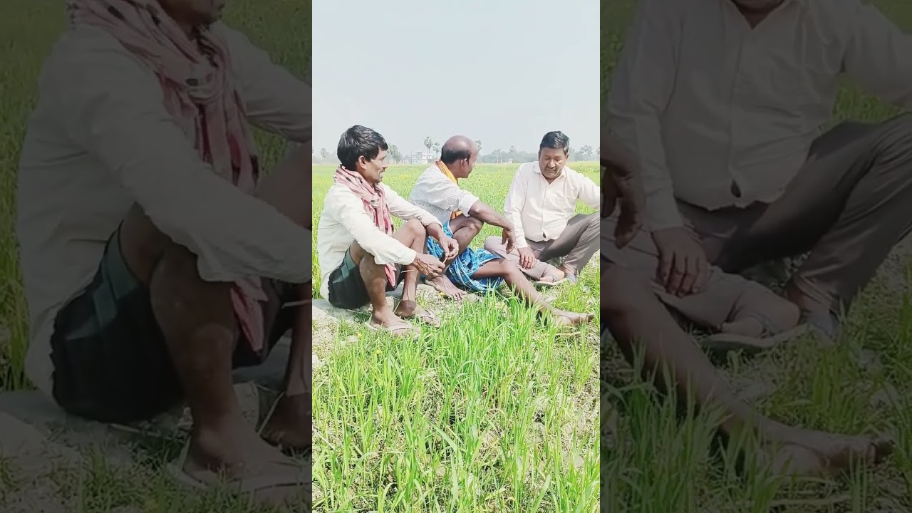 गेहूं कटाई और गेहूं खाई जाइ😀😀😀