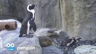 Zoo Cam - Penguin Cam Episode 3