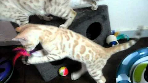 Watch the video about Cattery Junglemagic Bengals Snow Mink kittens 10 weken old