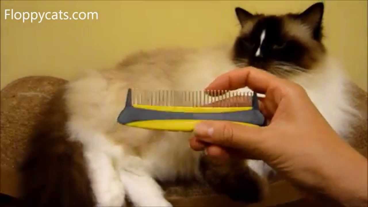 Best Cat Grooming Tools & Brushes For Long-Haired Cats | Ragdoll Cat Brushes