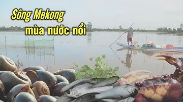 Trải nghiệm kỳ thú mùa nước nổi, với nhiều sản vật đồng quê