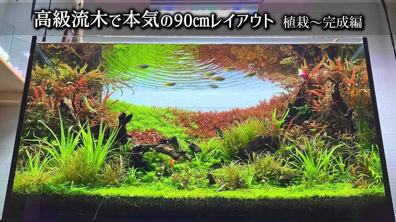 流木レイアウト A1007 流木レイアウト A1007 Driftwood aquarium