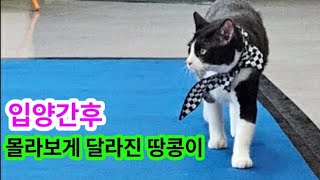 입양간후 몰라보게 달라진 땅콩이 by 천사 angel cat TV 4,901 views 2 days ago 18 minutes