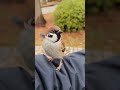 街の可愛い小鳥さん #bird