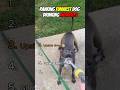 Ranking Funniest Dog Drinking Moments 😂💦