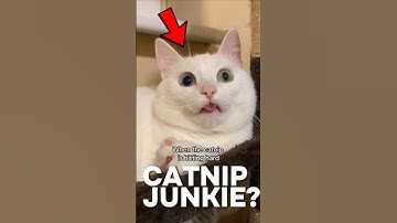Why do cats go crazy for catnip? 😹🌿